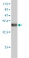 ATP2B1 Antibody (monoclonal) (M01)